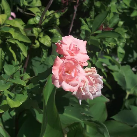 شقة With Parking Space Orebic, Peljesac - 4531 أوروبيتش