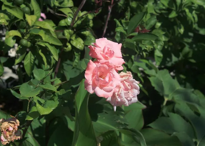 Διαμέρισμα With Parking Space Orebic, Peljesac - 4531 Orebić